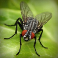 /album/wolfteamhediyem/photolia-a01-jpg/