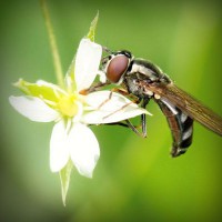 /album/wolfteamhediyem/photolia-a02-jpg/