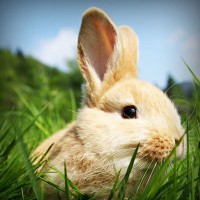 /album/wolfteamhediyem/photolia-a03-jpg/