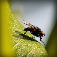 /album/wolfteamhediyem/photolia-a04-jpg/