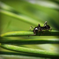 /album/wolfteamhediyem/photolia-a05-jpg/