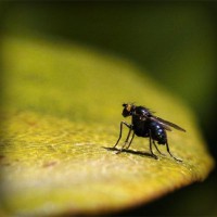 /album/wolfteamhediyem/photolia-a07-jpg/