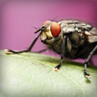 /album/wolfteamhediyem/photolia-a08-jpg/